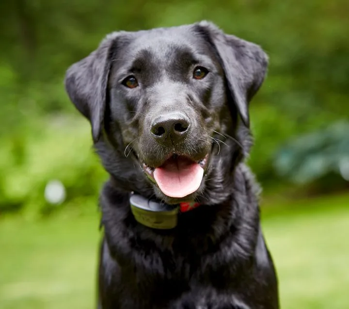 Happy Handsome Dog